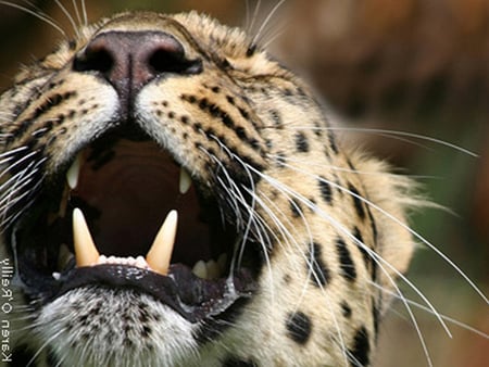 Yawn - Jaguar - oreilly, wildlife, animal, jaguar, photo, cat, photography, karen oreilly