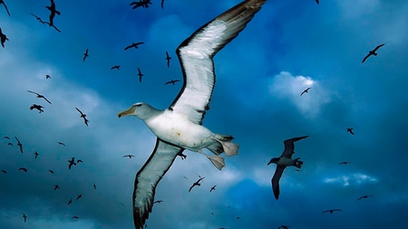 seagulls flying - sky, seagulls, sea, nature, art