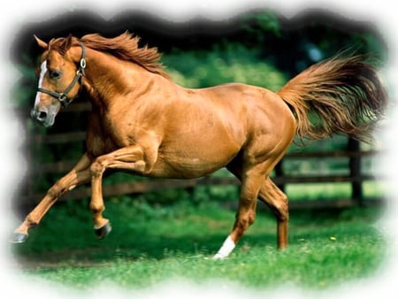 Full Gallop - Horse F1 - equine, gallop, animal, photography, chestnut, pasture, photo, horse