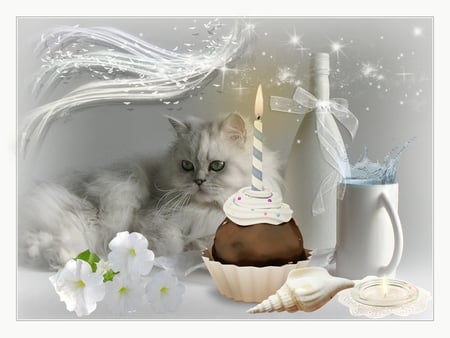 White cat - still, white, cat, birthday