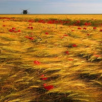 Field Of Poppies