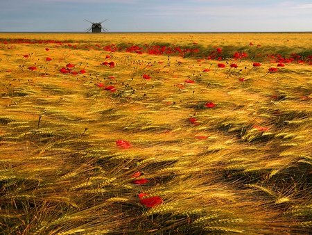 Field Of Poppies