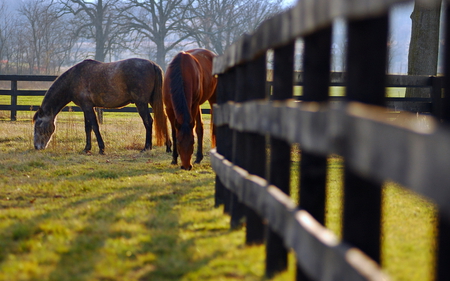 horses grazing - brown, photography, beauty, pasture, fence, nature, horses, green, field, animals, tame