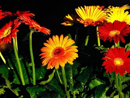 Gerbera - nature, colors, flowers, gerbera