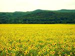 Sunflower-field