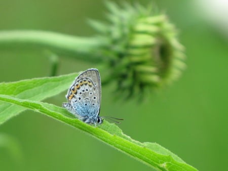 Blue - green, harvest, blue, moment