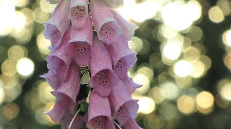 Pink - summer, evening, pink, harmony