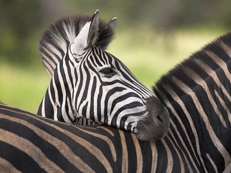 Baby-Zebra-Leaning-to-His-Mother. - horses, zebra, animal, cute, mom