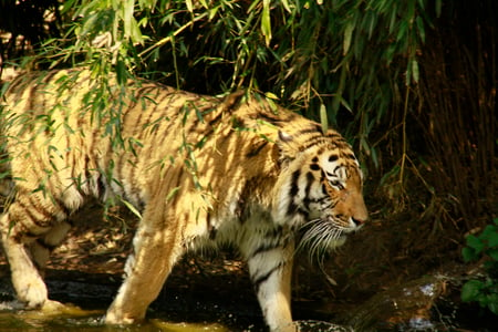 Bengal Tiger - indian tiger, beautiful, bengal tiger, cats, tigers, tiger, mazare alexandru, animals