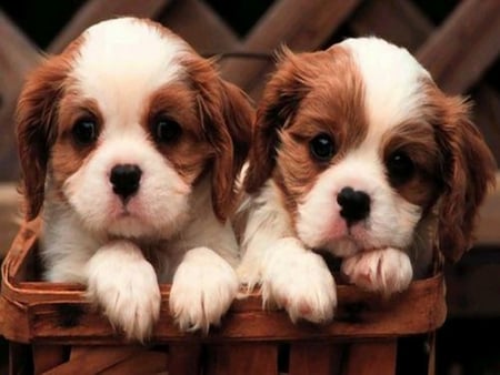 Cute Puppies - cute, adorable, puppies, dogs