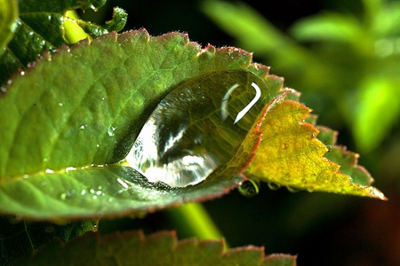 Water-on-Leaf - on leaf, picture, water, cool