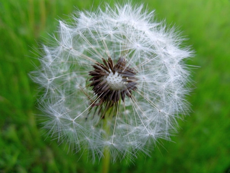 Natural Puff - picture, puff, cool, natural