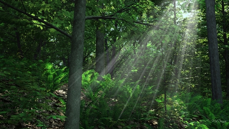 Light in the Forest - sunlight, trees, sunbeam, forest, light, firefox persona, ferns, green, forest bed, sun