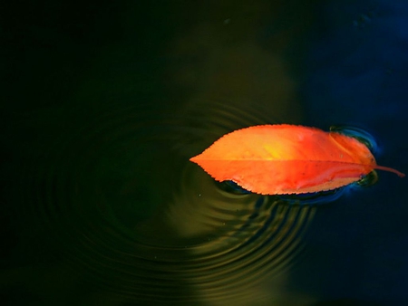 Autumn Leaf - picture, beautiful, autumn, in water, leaf