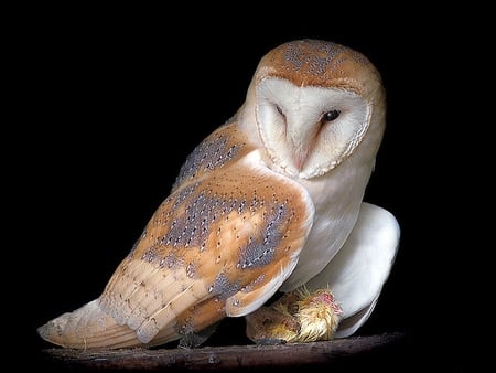 Barn_Owl - beautiful, barn, owl, picture