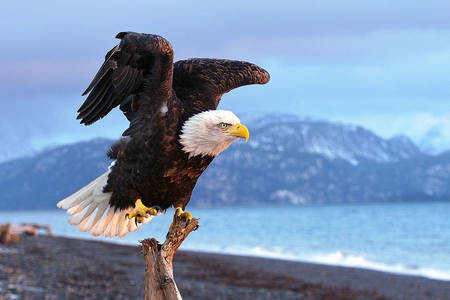 Eagle_Stretch - eagle, picture, beautiful, stretch