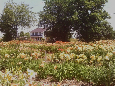 Lily Farm - house, flowers, trees, lilys