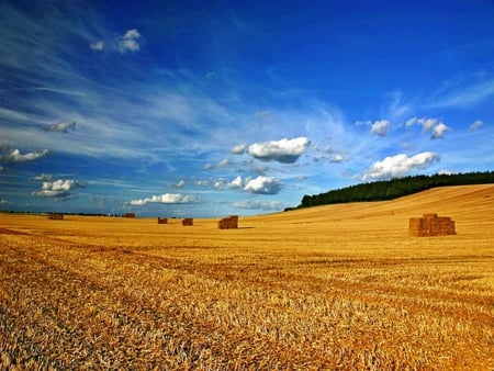 whrat fields - sky, fields, nature, outdoors