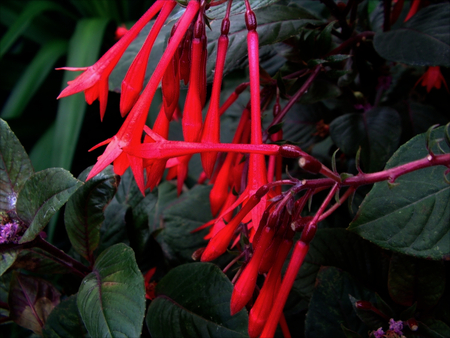 Fuschia Native Hot Pink Flowers - flowers, pretty, native, hot, fuschia, pink