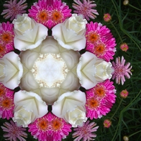 Pink Daisy with White Rose