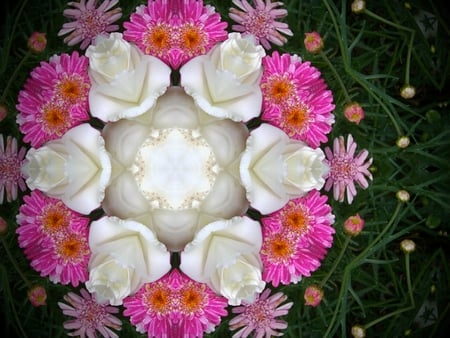 Pink Daisy with White Rose - white, roses, pretty, pink, daisies, circle