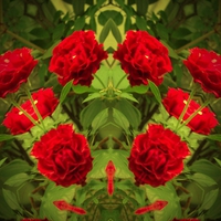 Red Roses with Green Leaves