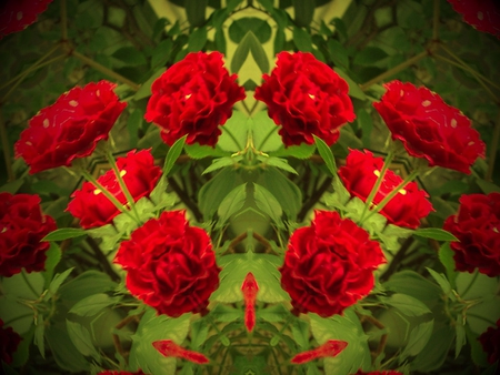 Red Roses with Green Leaves - red, roses, leaves, nature, green