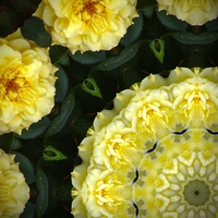 Bridal Circle of Yellow Roses