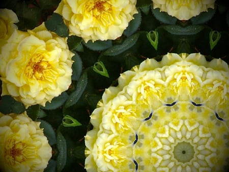 Bridal Circle of Yellow Roses - pretty, roses, delicate, yellow, spring, circle