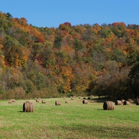 Grandma Jenny's Field