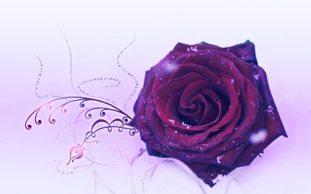 BEAUTIFUL ROSE - purple, single, rose, beautiful