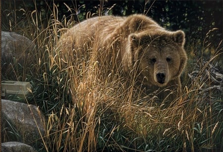 GRIZZLY - bear, animal, brown, grizzly, wild