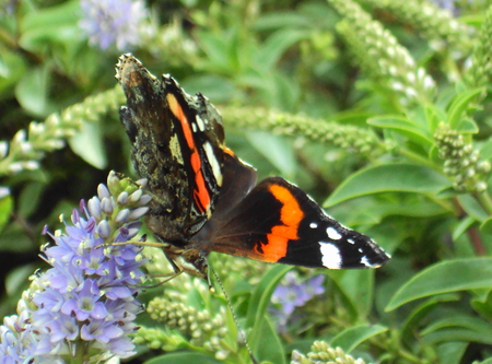 Winged Beauty - butterfly, beauty, insect, bug