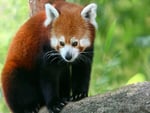 Red Panda