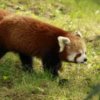 Red Panda