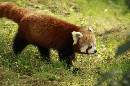 Red Panda - mazare alexandru, cute, animals, beautiful, grass, forests, photography, nature, red panda