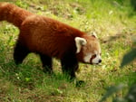 Red Panda