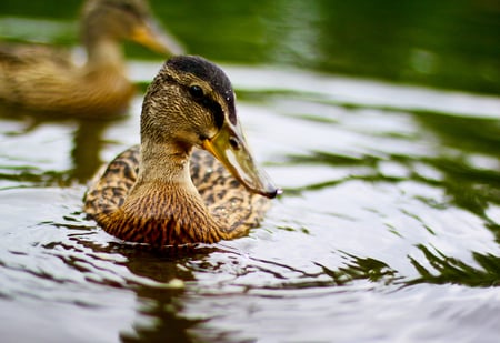 Ducks - mazare alexandru, animals, water, duck, beautiful, ducks, lake, photography, nature, birds