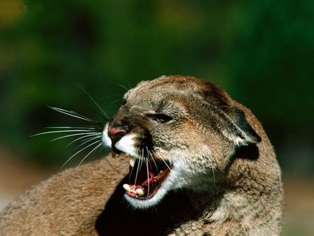 Close Snarl Cougar - bigcat, wildcat, animal, cougar