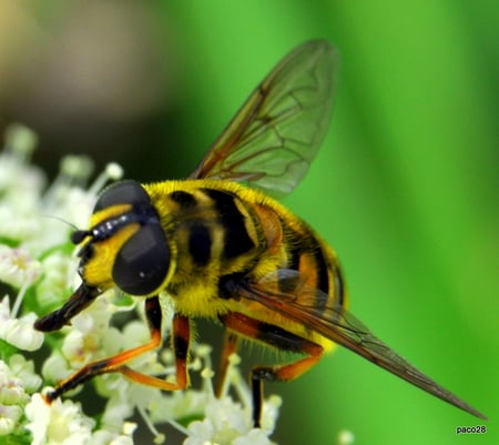 Bee - bee, animals, beautiful, other