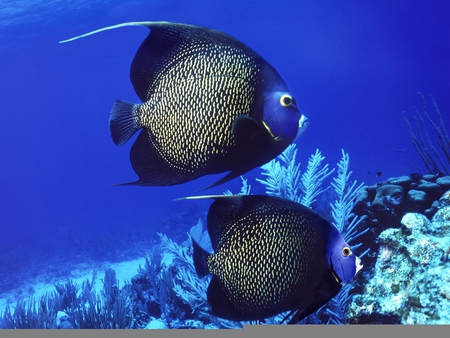 Angel fish