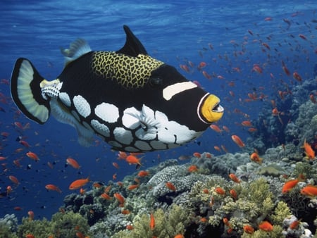 Clown_Triggerfish - clown, coral, animal, tigerfish, ocean, fish, marine