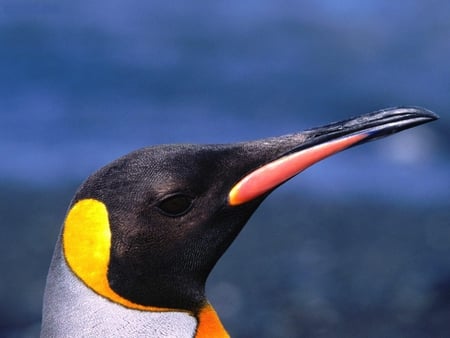 Always_Aloof_King_Penguin - penguin, animal, colors, bird, head