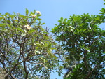 Frangipani