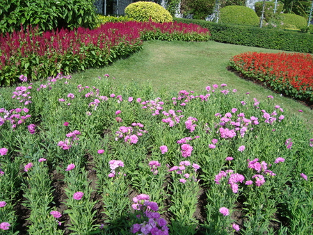 garden - flowers, garden, dianthus, grass, thai