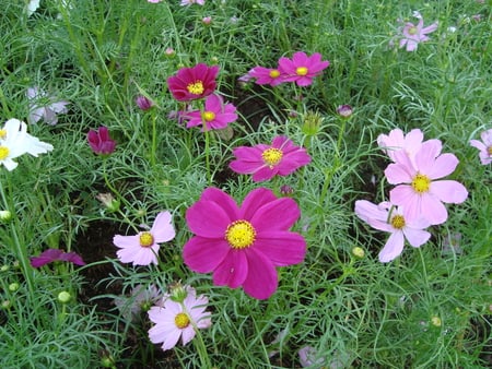 flowers - flowers, trees, garden, daisy, plants