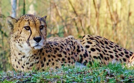 leopard_in_rest - bigcat, leopard, rest, animal, wildcat, grass