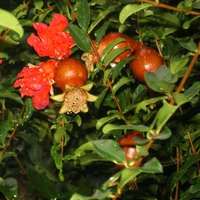 Rain and flowers of pomegranate