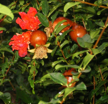 Rain and flowers of pomegranate - flowers, nature, pomegranates, rain