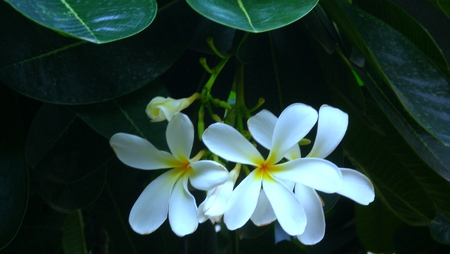 White flowers - flowers, white, nature